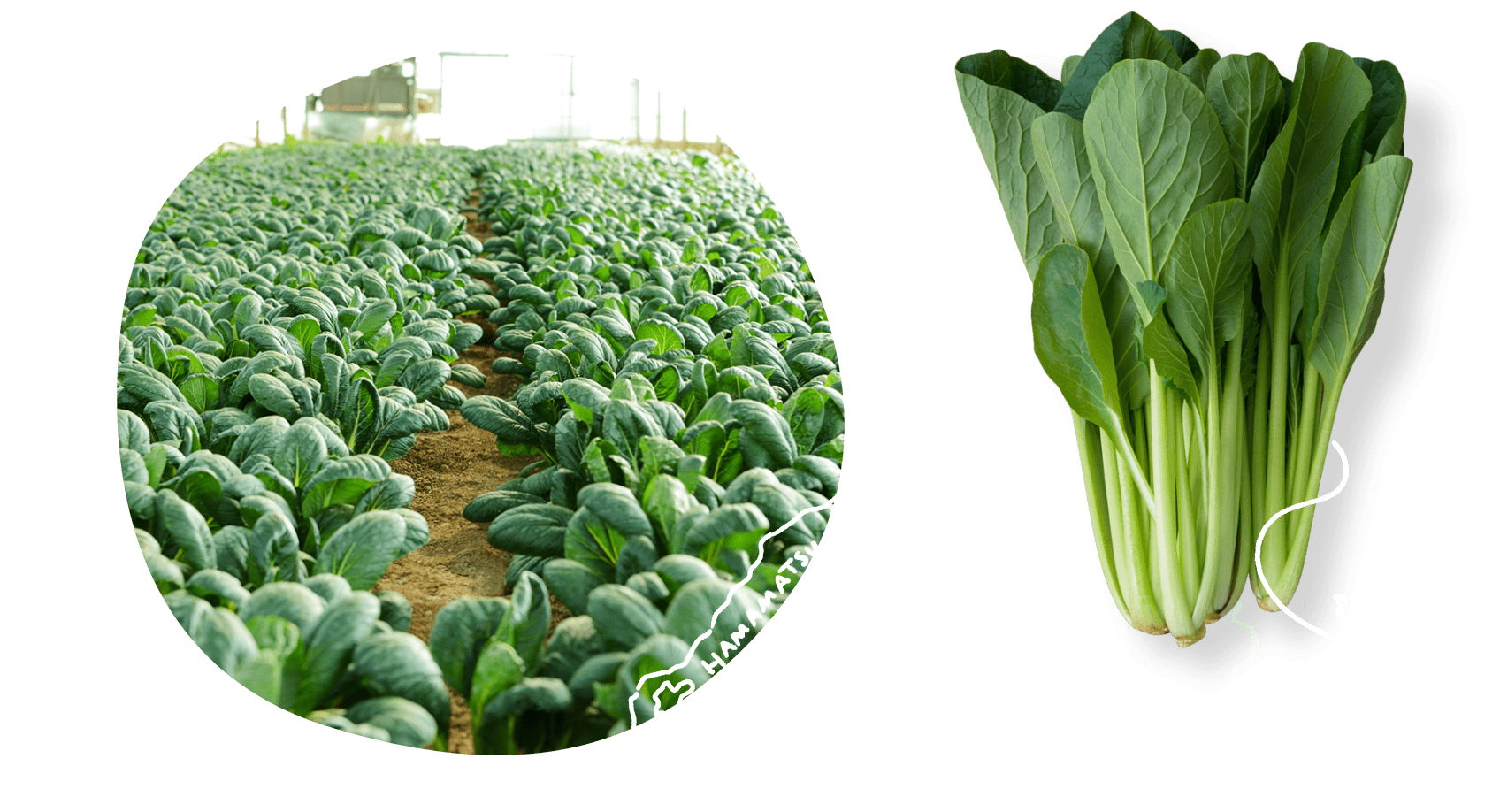 コマツ〜ナについて | コマツ〜ナについて | 株式会社 じゅんちゃん